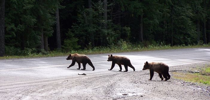'Beren op de weg voor mondiale kredietmarkt' - The Asset